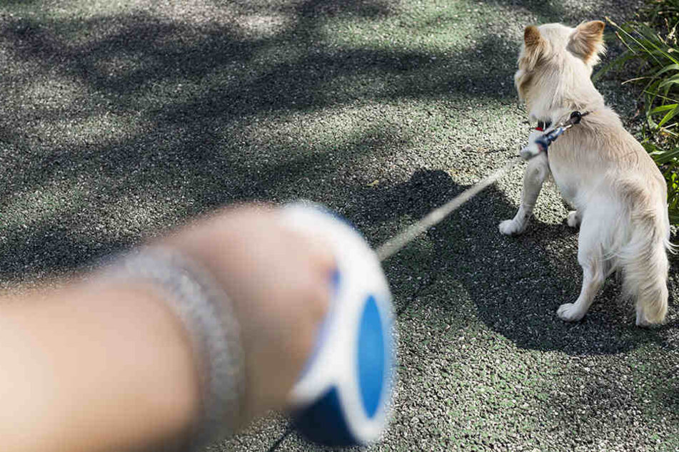 Eine 62-Jährige Frau wurde beim Spazierengehen mit Hund niedergeschlagen.