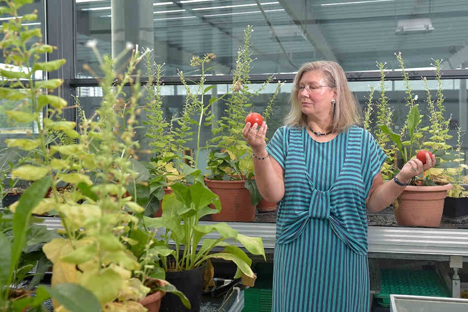 Botanikerin Prof. Dr. Jutta Ludwig-Müller (56) forscht daran, wie Tomaten hitzebeständiger werden können.