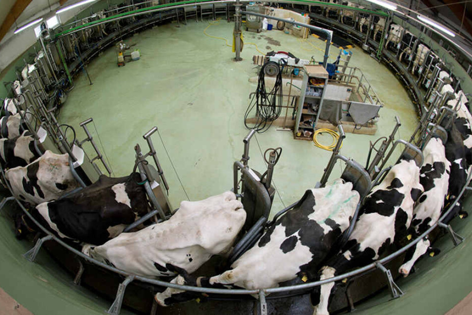 Milchkühe in einem Stall in Großerkmannsdorf. Insgesamt verringerte sich der Bestand in Sachsen um 3,5 Prozent. Milchviehhaltung hat mit 26 Prozent den größten Anteil an der landwirtschaftlichen Produktion in Sachsen.