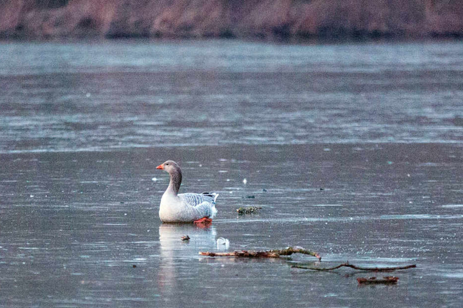 Ist dieser Vogel wirklich auf dem Obersee festgefroren?