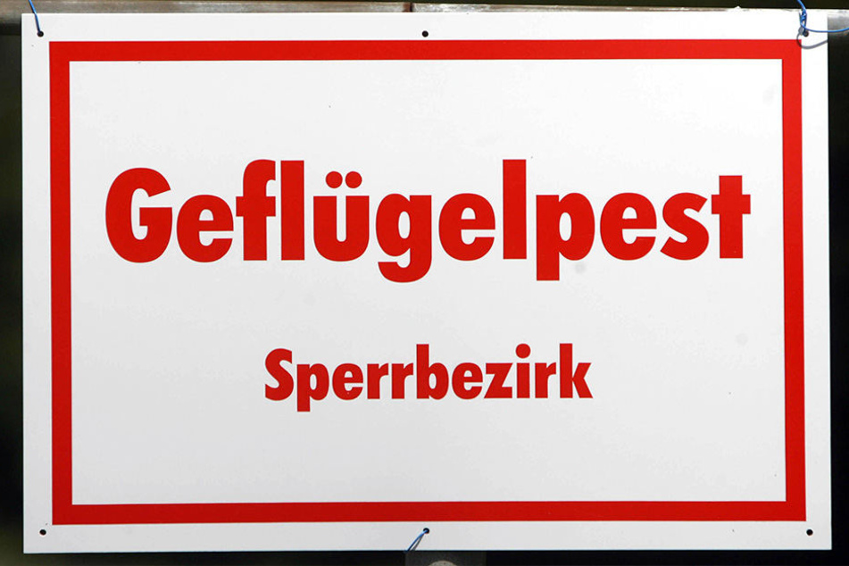 Auch in Dresden wurden zwei Fälle des gefährlichen H5N8-Virus festgestellt. Seitdem gilt die Stadt und Umgebung als Sperrgebiet.