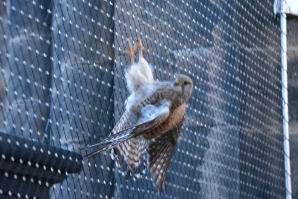 Der Falke verirrte sich in die Laterne des Kirchturms.