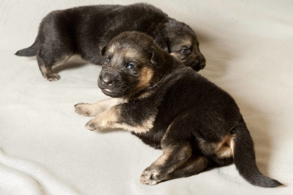 Eine Hundebesitzerin hat die Welpen ihrer Schäferhündin einfach in den Müll geworfen.
