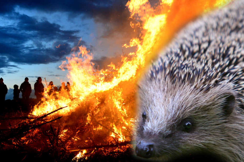 Brennt das Osterfeuer, haben Igel kaum noch eine Chance zu entkommen.