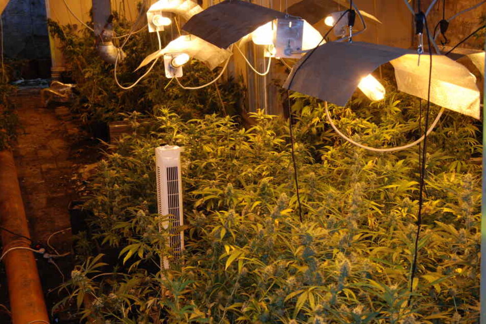 Sie suchten ihn wegen einer anderen Sache auf, dann fanden zwei Polizeibeamte eine Cannabis-Plantage bei einem 28-Jährigen. (Symbolbild)