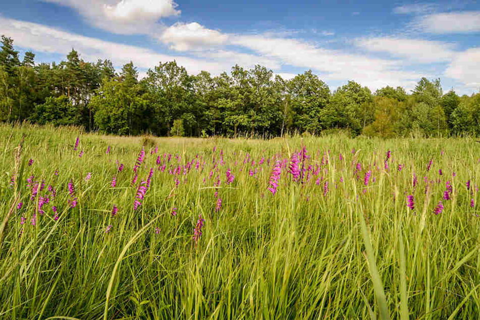 Die Wilde Gladiolenwiese in Dauban wurde zum Naturwunder 2017 gekürt.