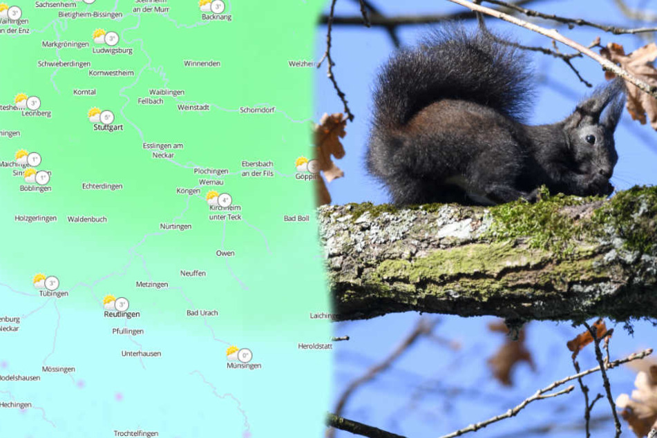 Wohl dem, der bei den kalten Temperaturen ein Fell hat. (Fotomontage/Symbolbild)