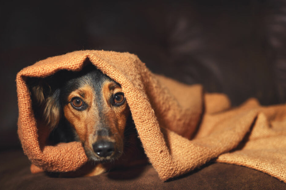 Sonst kümmert sich Martin Rütter im Hundeprobleme.