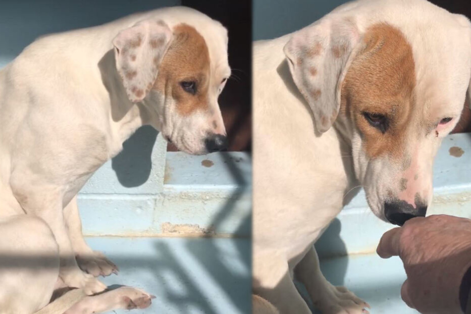 Hund Soll Eingeschlafert Werden Grund Schockt Alle Tag24