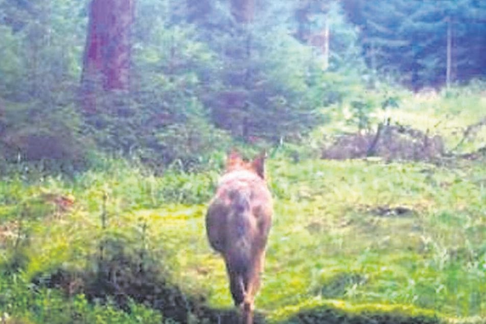 Isegrimm ist im Wald bei Tellerhäuser (bei Oberwiesenthal) in eine Fotofallegetappt.