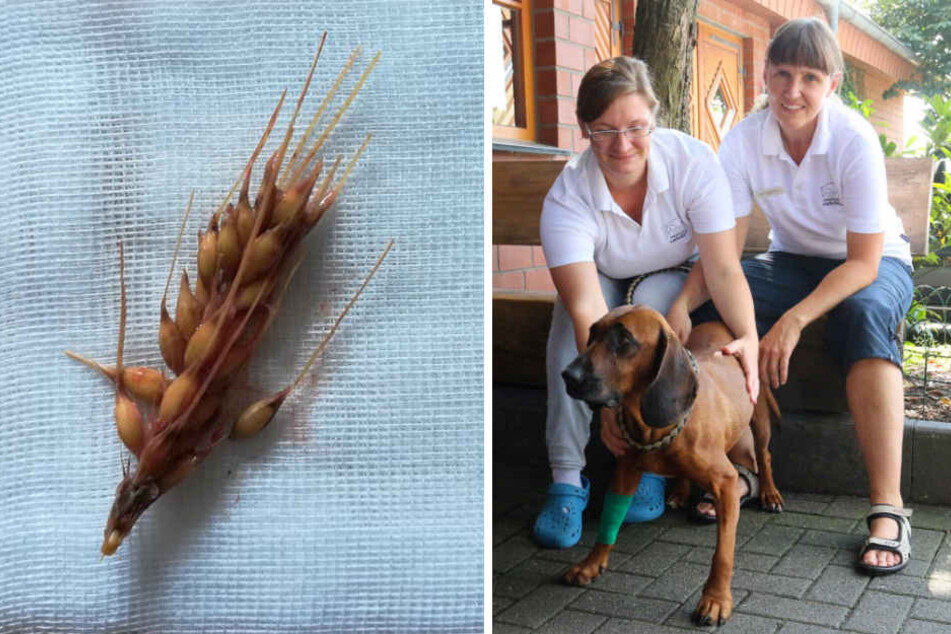 Die Tierärztinnen Susanne Prochnau (rechtes Bild, links) und Sabine Beerhenke gehörten zum vierköpfigen Team, das Lilliy gerettet hat. Sie zogen eine Ähre (links) aus ihren Bronchien.