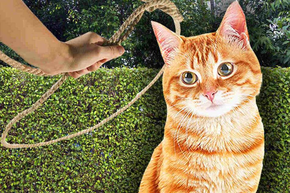 Mit einem Seil wurde die Katze in die Hecke gehängt. (Symbolbild)