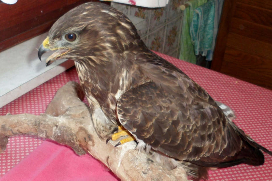 Der verletzte Vogel saß am Rande eines Feldwegs.