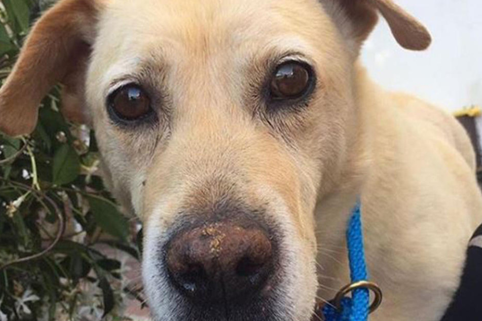 Mittlerweile geht es dem Labrador besser.