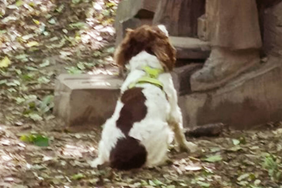 Der Hund sitzt vor dem Mann und wartet auf einen Wurf.