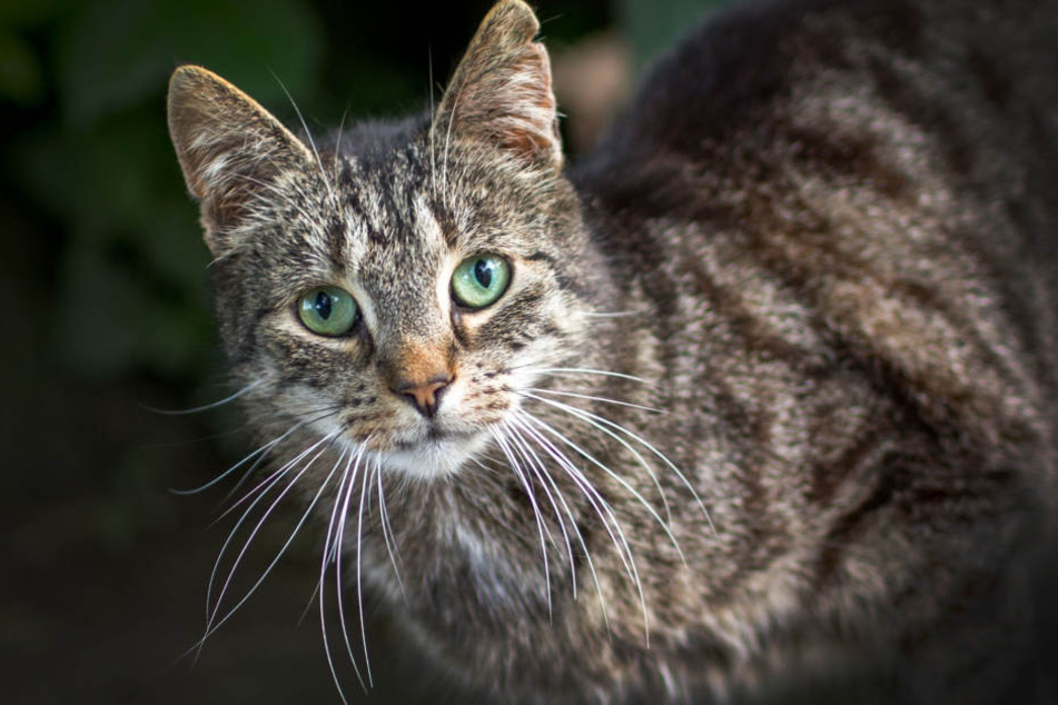 In Kolumbien wurden mehrere Katzen gestohlen, geopfert und anschließend gegessen. (Symbolbild)