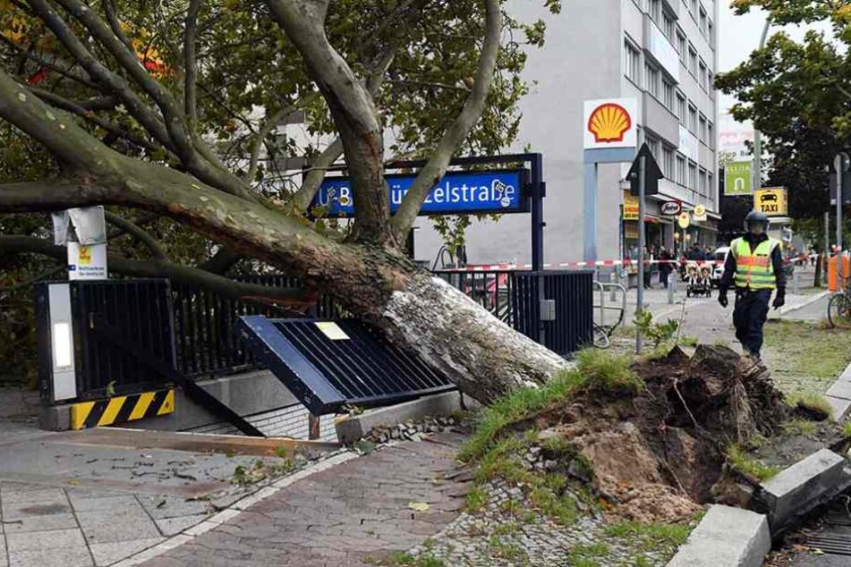 Allein in Berlin sind durch die Herbststürme 56.000 Bäume beschädigt oder umgestürzt.