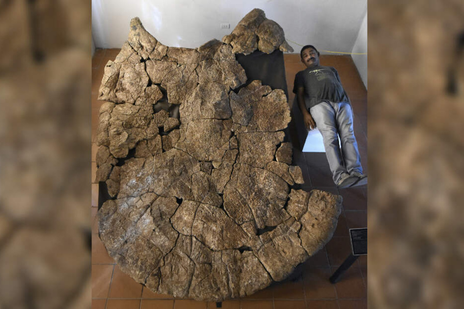 Der venezolanische Paläontologe Rodolfo Sánchez liegt neben dem Panzer eines Stupendemys geographicus Männchens der in 8 Millionen Jahre alten Ablagerungen in Venezuela gefunden wurde.