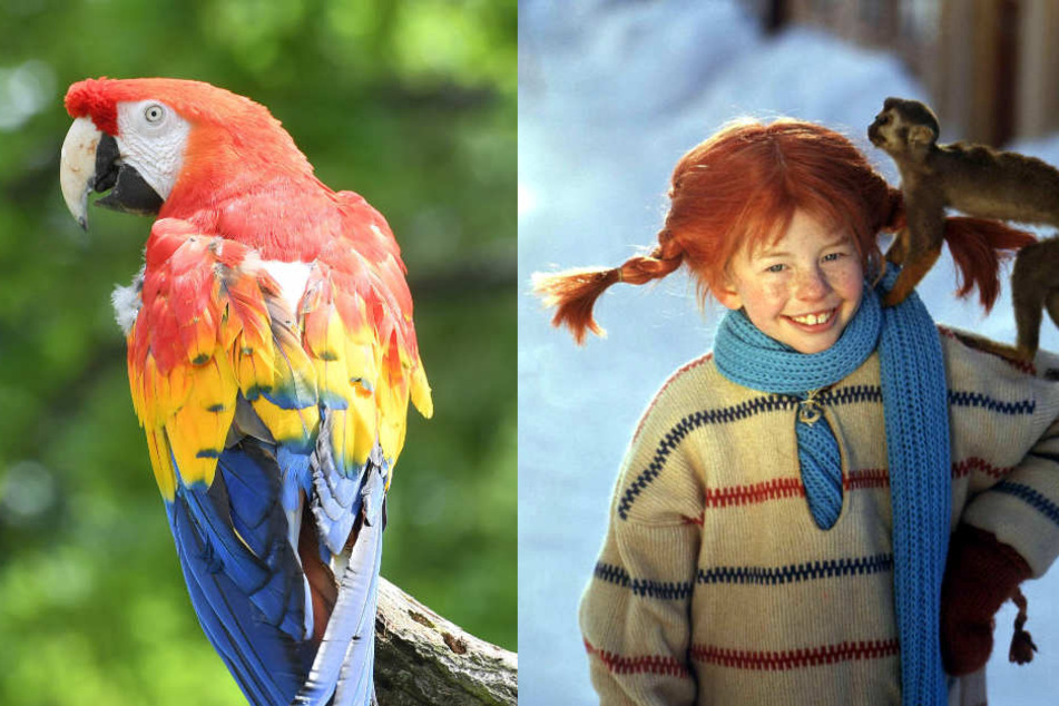 Papagei "Douglas" (alias "Rosalinda") hatte 1970 im Film "Pippi in Taka-Tuka-Land" mitgespielt. (Fotomontage)