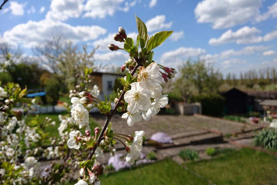 Frühling im
Schrebergarten:für viele die schönste Zeit des Jahres