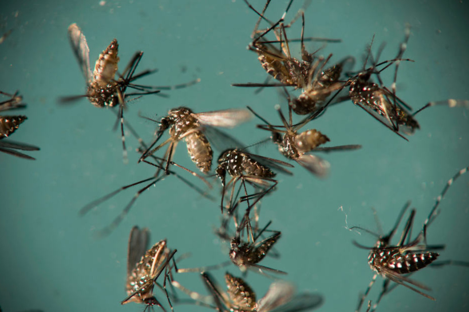 Gelbfieber-Mücken können das Zika-Virus übertragen.