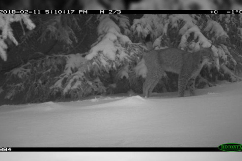 Mit einer Wildcam machte der Naturschützer den sensationellen Schnappschuss.