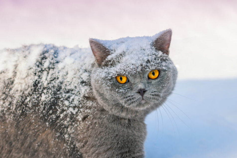 Im eisigen sibirischen Oktober fror sich eine Katze ihre Gliedmaßen ab. (Symbolbild)