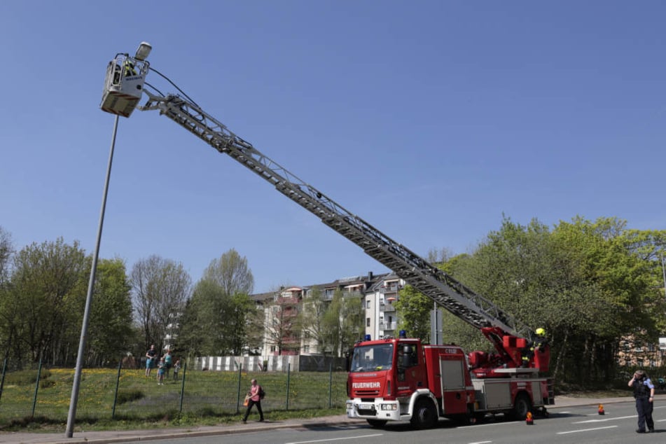Die Feuerwehr rettete den Waschbär mithilfe einer Drehleiter von der Straßenlampe.