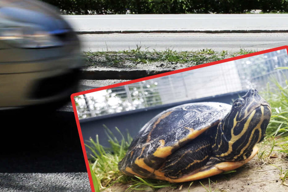 Der Ausflug hätte für Schildkröte "Schildi" auch böse ausgehen können.