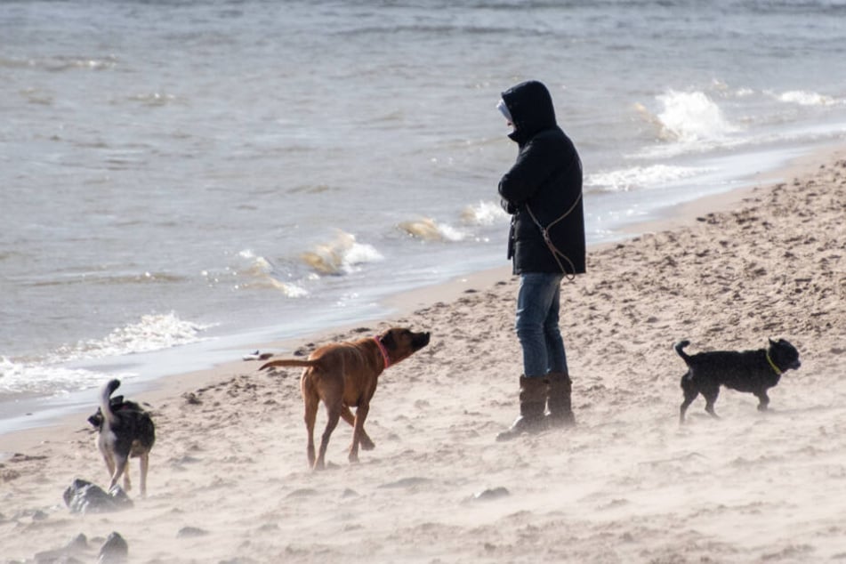 Stürmischer Wind wirbelt Sand am Elbstrand bei Övelgönne auf.