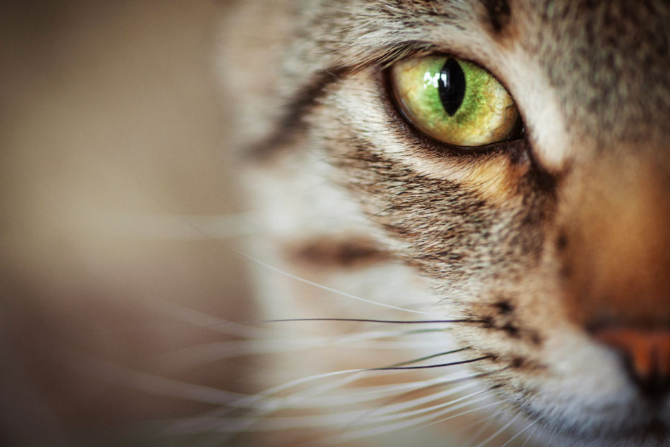 Die Katze starb wenig später an den Folgen der brutalen Attacke (Symbolbild).