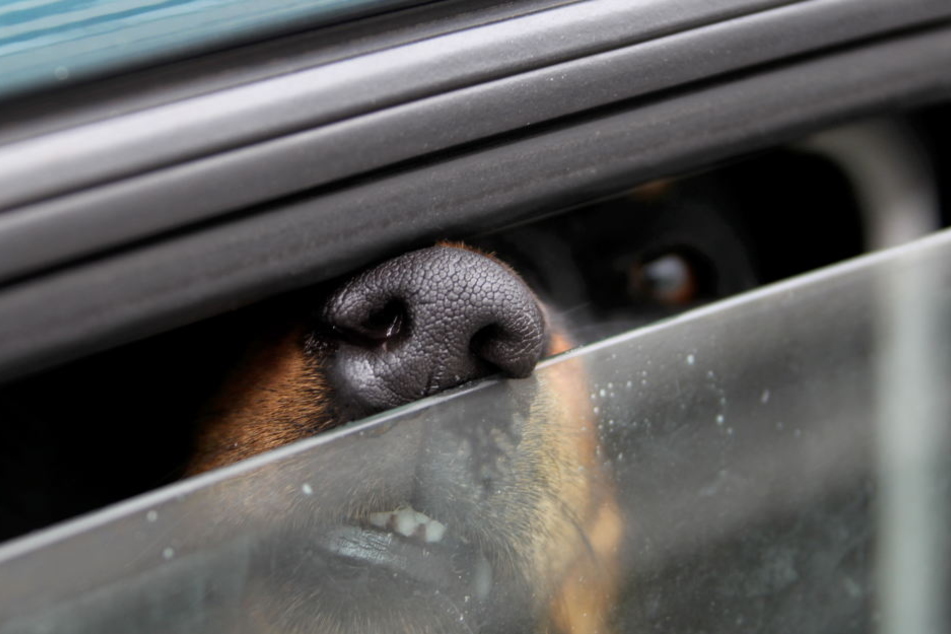 Der Mann hatte seinen Hund im warmen Auto gelassen. (Symbolbild)