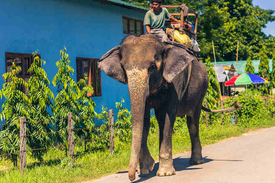 Ein Elefant verletzte die Frauen tödlich. (Symbolbild)