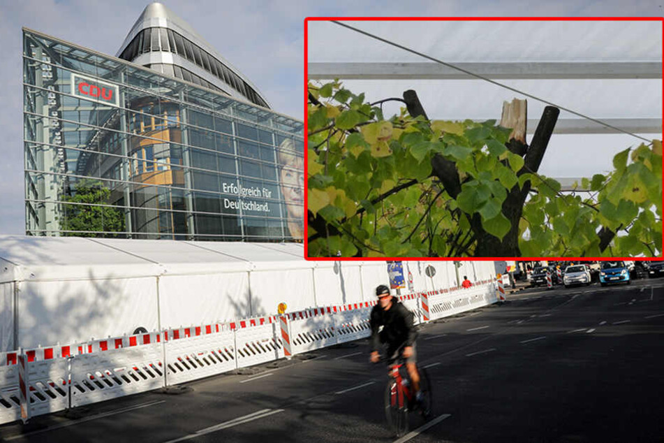Das Festzelt vor der CDU-Bundeszentrale mit gekappten Linden.