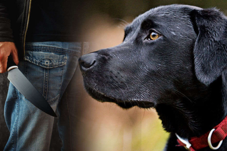 Ein als psychisch krank geltender Mann hat einen Hund die Kehle durchgeschnitten. (Symbolbild)