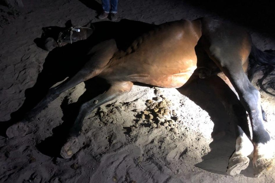 Eines der Tiere musste schließlich eingeschläfert werden.