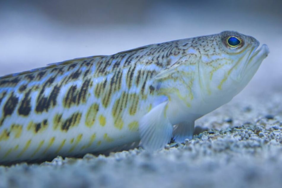 Der Fisch fühlt sich besonders im seichten Wasser wohl.