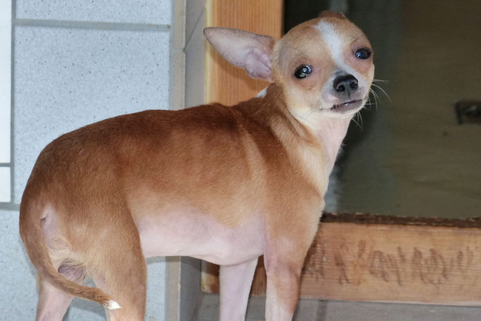 Mehr als 50 Tiere hat das Veterinäramt Eichsfeld mit der Polizei aus einer ehemaligen Kaserne in Weilrode (Landkreis Eichsfeld) gerettet.
