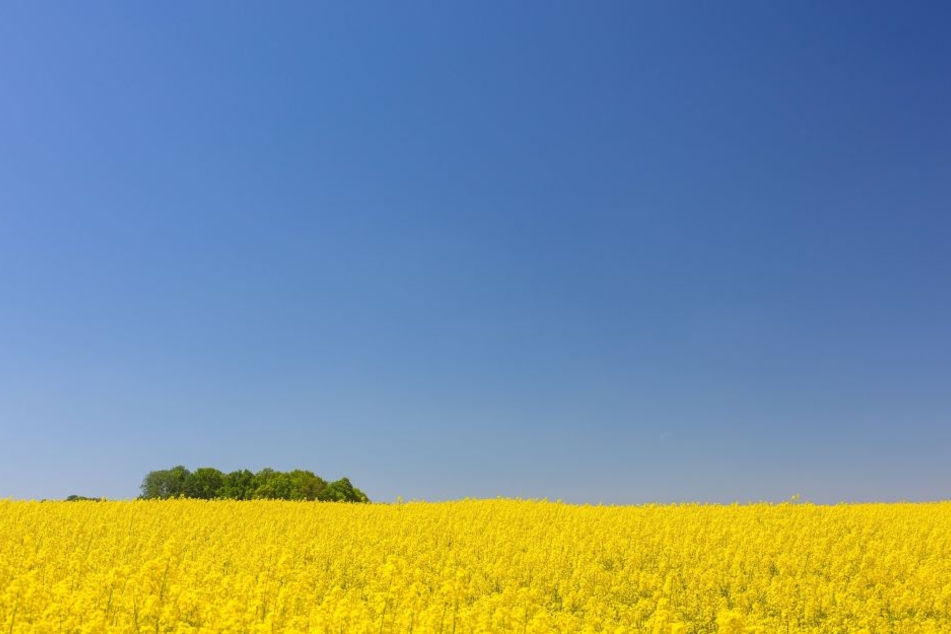 Blühende Felder: Für viele Allergiker ein Albtraum.