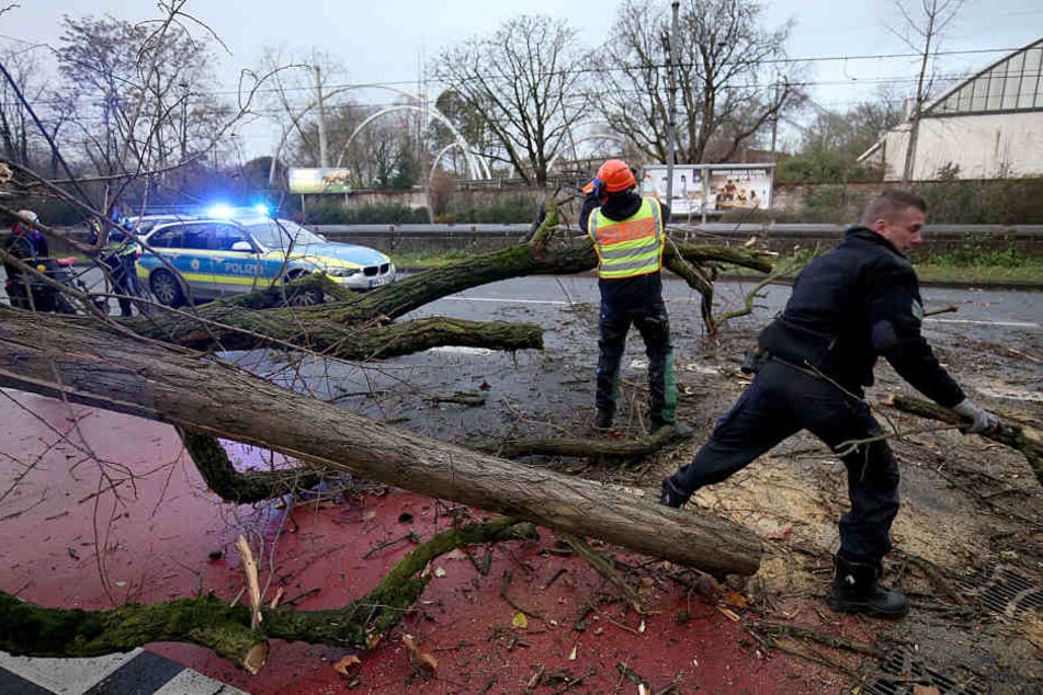In NRW beseitigen Polizisten einen umgestürzten Baum.