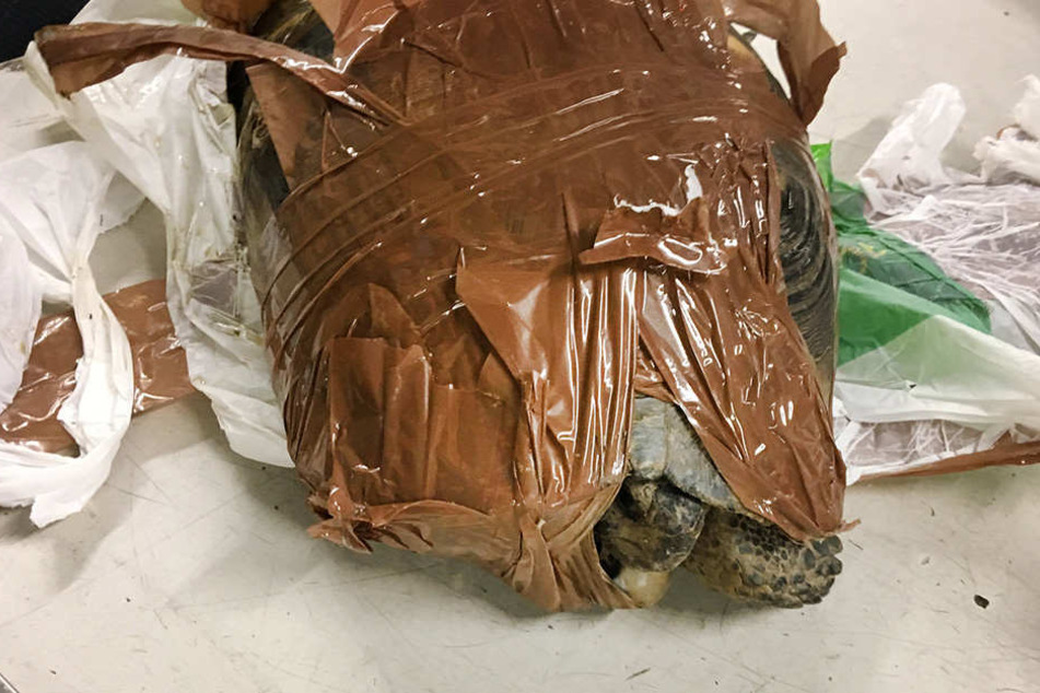 Am Münchener Flughafen rettete der Zoll zwei Schildkröten.