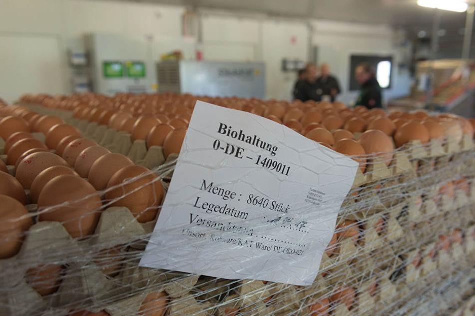 Noch im Stall werden die Eier vorsortiert, gestempelt und
auf Paletten gepackt. Der Preis für sechs Bio-Eier liegt im
Einzelhandel um 3,20 Euro.