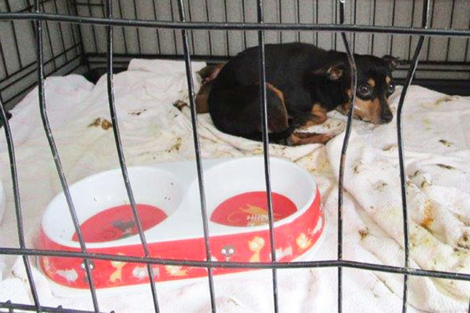 Völlig apathisch und verängstigt liegt eine Hunde-Mama mit ihrem Welpen in einem Käfig.