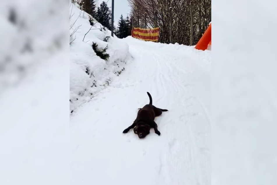 Hund Ira rutscht den kleinen Berg auf einer Hotelanlage runter.