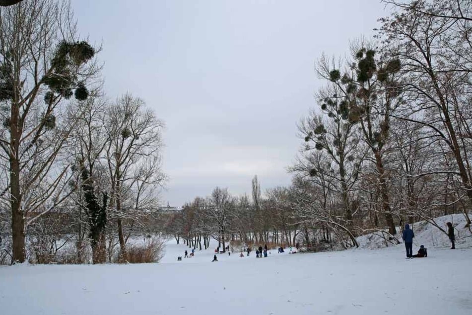 Im Alaunpark müssen 29 Bäume gefällt werden.