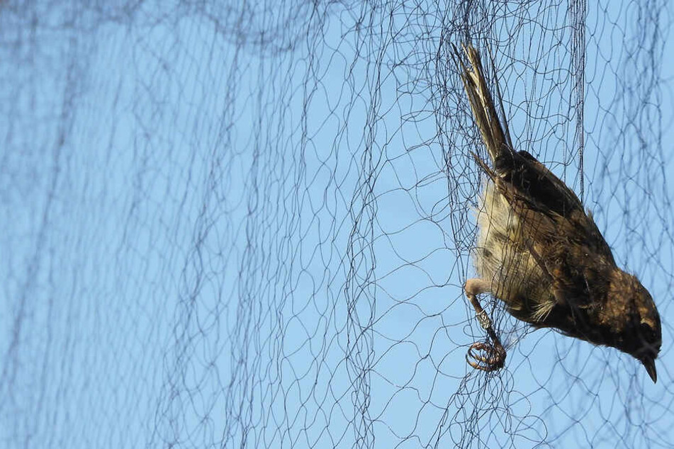 Illegaler Vogelfang: Polizei sucht Zeugen nach heimtückischer Tierquälerei