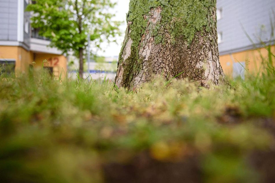 Die abgestorbene Baumrinde am Stamm einer Rosskastanie in Berlin-Marzahn. Der Baum ist mit dem Bakterium "Pseudomonas syringae pavia aesculi" infiziert