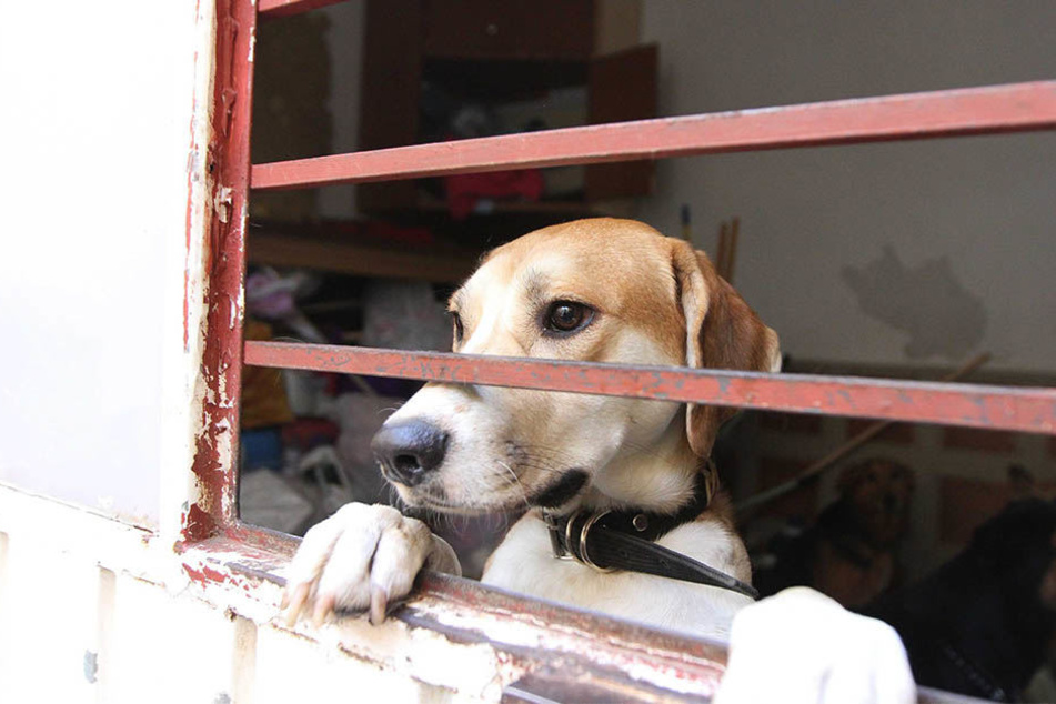 Nach dem Erdbeben in Mexiko wurde eine Unterkunft für Tiere eingerichtet, die ihre Besitzer in Folge des Bebens verloren haben.