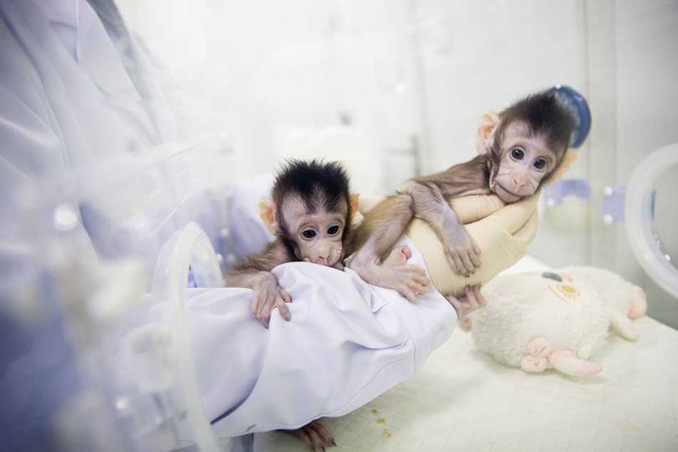 Zhong Zhong und Hua Hua besitzen identische Gene.