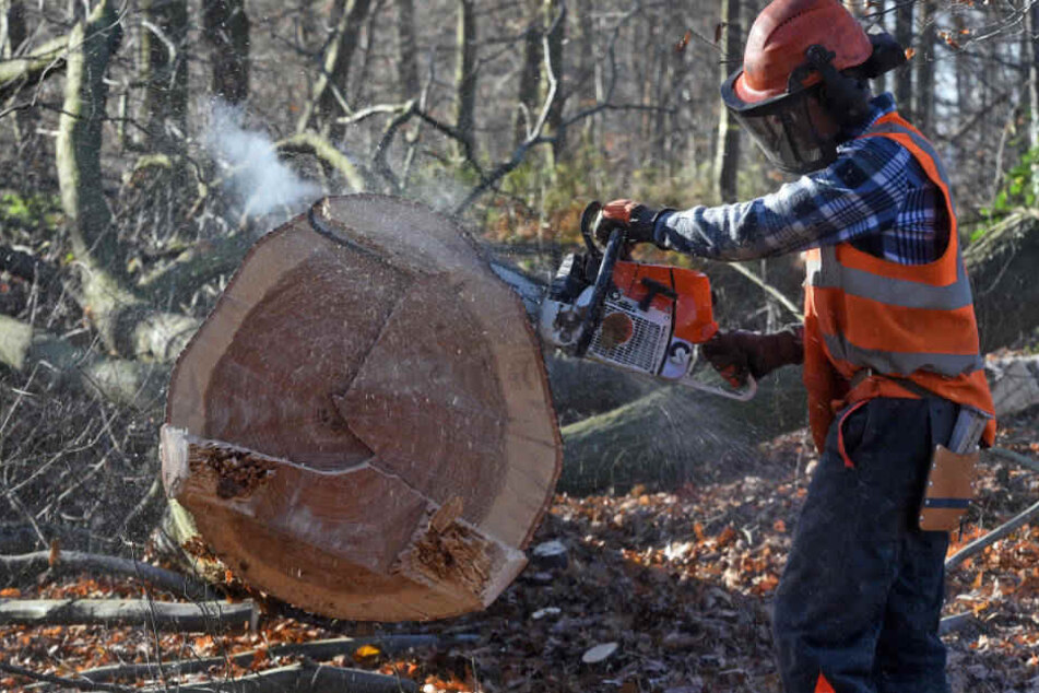 Nach Einschätzung von RWE kann die Entscheidung über weitere Rodungs-Arbeiten bis Ende 2020 dauern.
